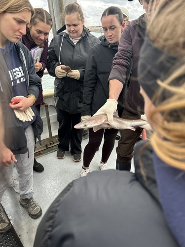 Spiny Dogfish