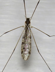Rhipidia maculata