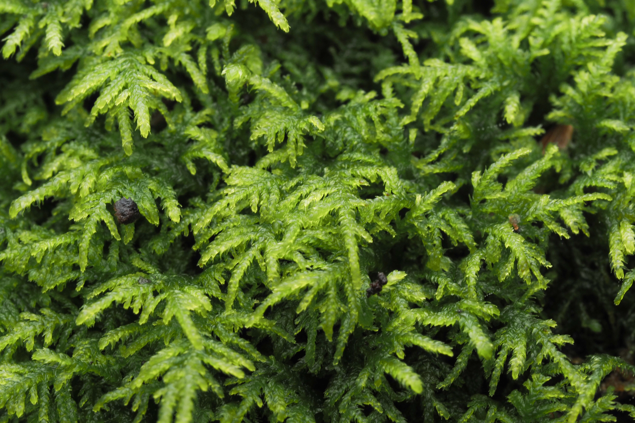 Heterocladium macounii