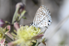 Leptotes cassius cassidula