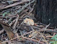 Ramaria capitata