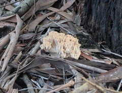 Ramaria capitata