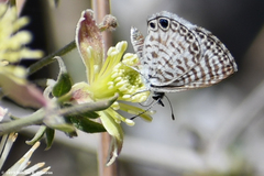 Leptotes cassius cassidula
