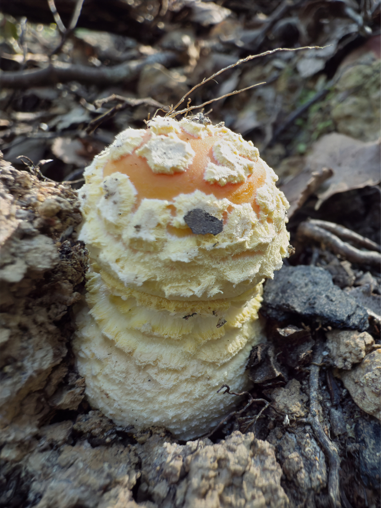 Amanita muscaria · March 2025 · photo: © jeremy_rolfe (iNaturalist, cc-by)
