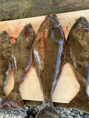 Hippoglossus stenolepis