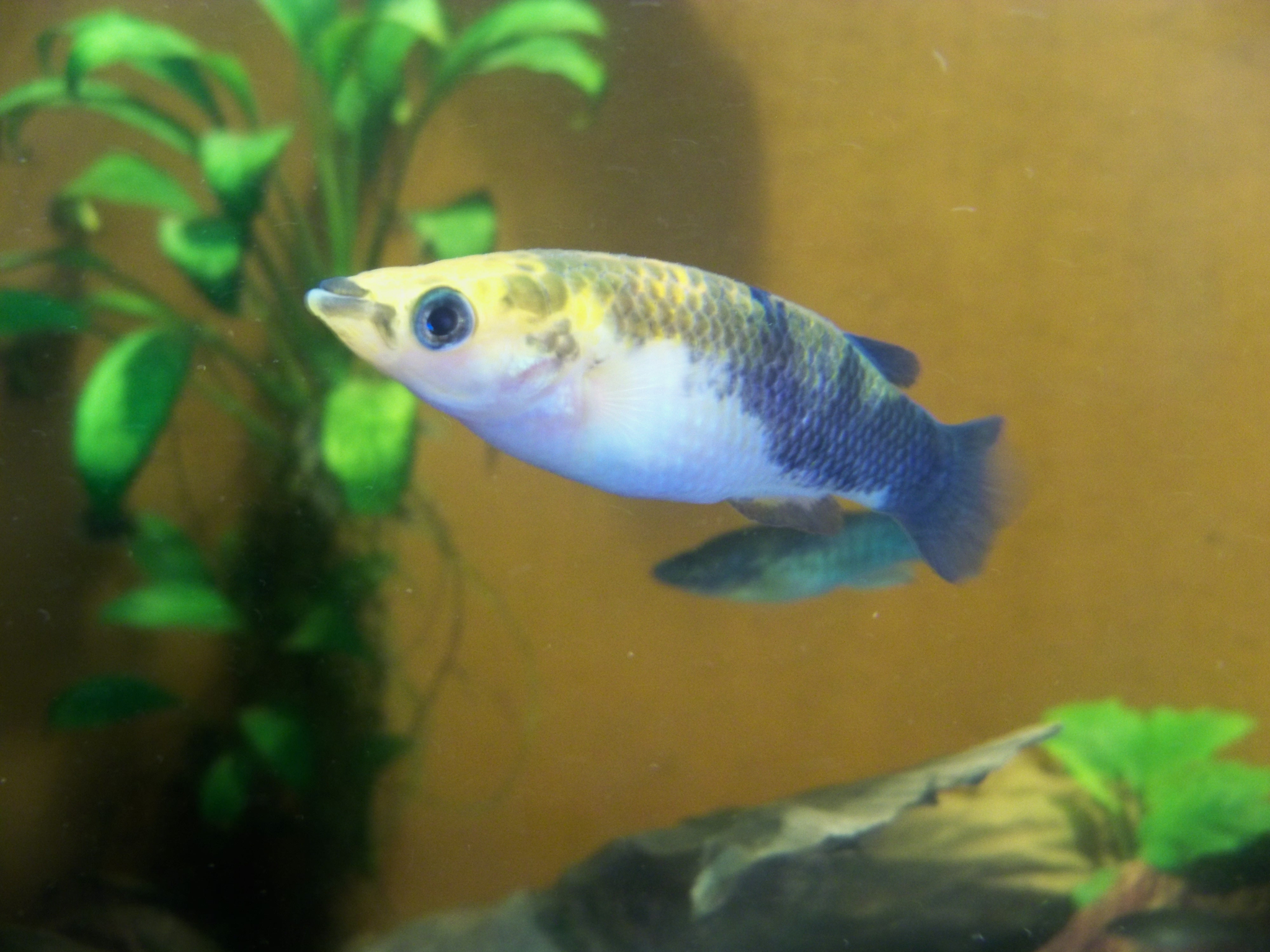 Pachypanchax arnoulti