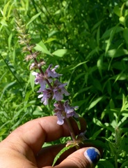 Stachys palustris