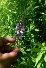 Stachys palustris