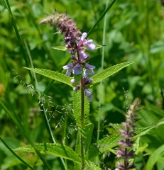 Stachys palustris