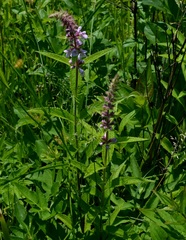 Stachys palustris