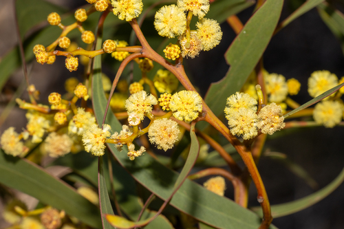 Acacia leiophylla, 2024-10-15