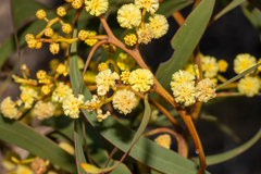 Acacia leiophylla, photograph T. Hammer, CC BY, iNaturalist via GBIF