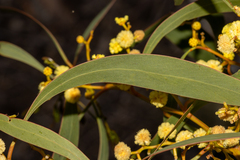 Acacia leiophylla, photograph T. Hammer, CC BY, iNaturalist via GBIF