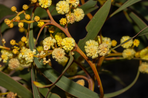 Acacia leiophylla, photograph 4