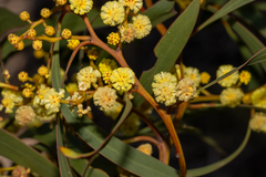 Acacia leiophylla, photograph T. Hammer, CC BY, iNaturalist via GBIF