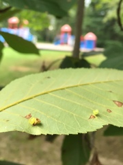 Caryomyia flaticrustum