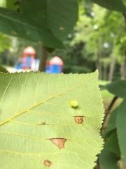 Caryomyia flaticrustum