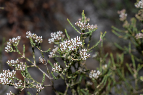 Small Darwinia (Darwinia micropetala)