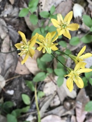 Triteleia ixioides ixioides