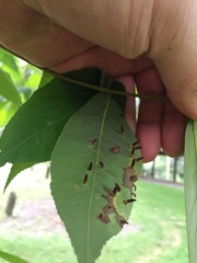 Caryomyia subulata