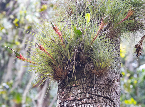 Air plant (Tillandsia punctulata)