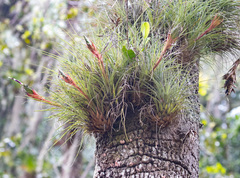 Air plant (Tillandsia punctulata)