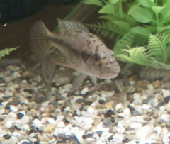 Perrieri Cichlid photo 3