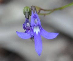 Lobelia dentata