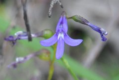Lobelia dentata