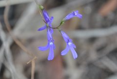 Lobelia dentata