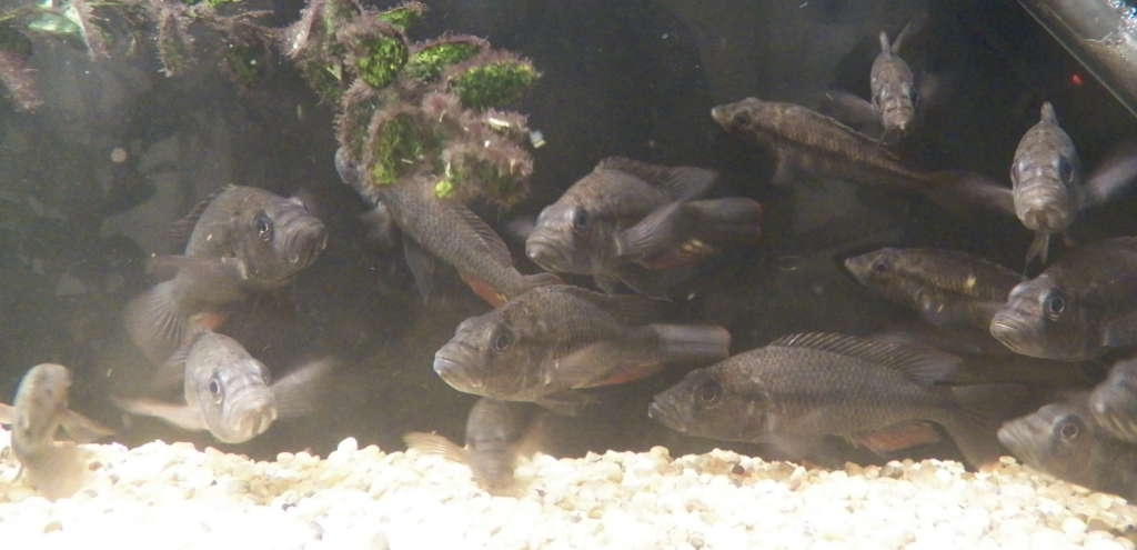 Perrieri Cichlid