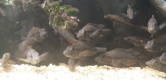 Perrieri Cichlid photo 1