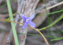 Lobelia dentata