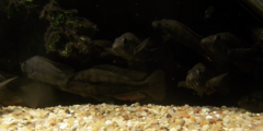 Perrieri Cichlid photo 2