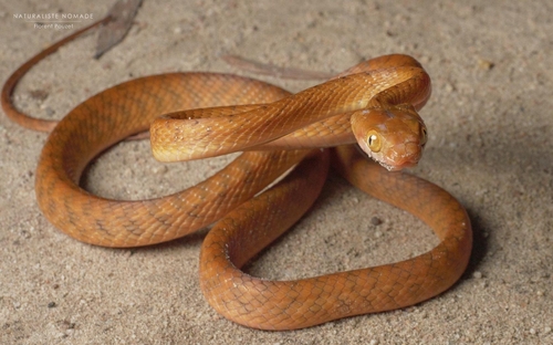 Brown Tree Snake sighting