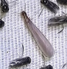 Desert Subterranean Termite photo 5