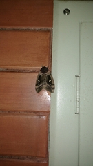 Lepidoptera