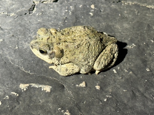 iNaturalist observation photo of Red-spotted Toad