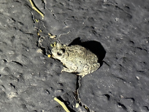 iNaturalist observation photo of Red-spotted Toad