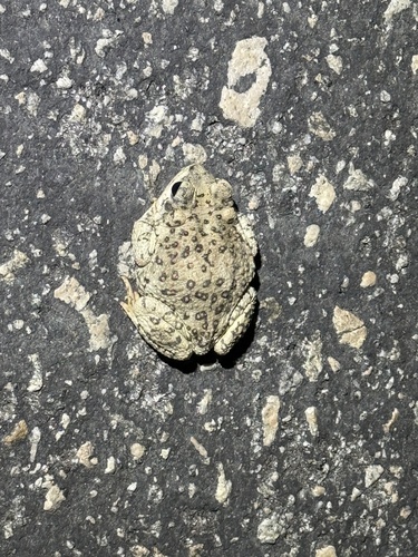 iNaturalist observation photo of Red-spotted Toad