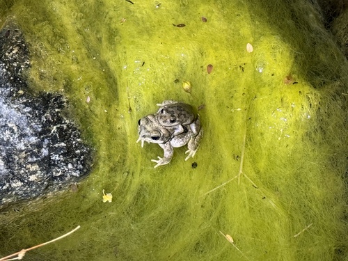iNaturalist observation photo of California Tree Frog