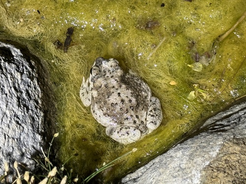 iNaturalist observation photo of Red-spotted Toad