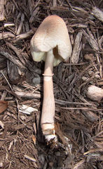 Leucoagaricus americanus