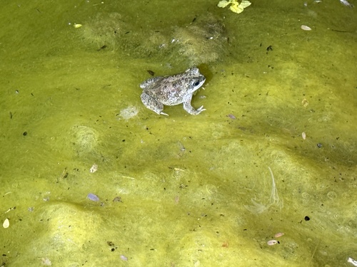 iNaturalist observation photo of Red-spotted Toad