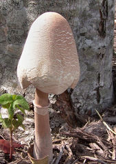Leucoagaricus americanus