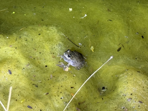 iNaturalist observation photo of California Tree Frog