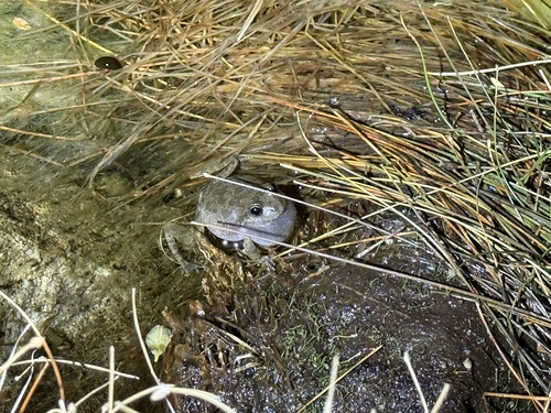 iNaturalist observation photo of California Tree Frog