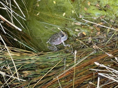 iNaturalist observation photo of California Tree Frog
