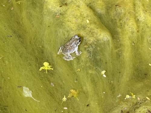 iNaturalist observation photo of Red-spotted Toad