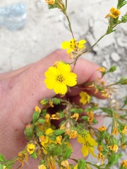 Deinandra
